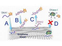 Graphene-DNA biosensor selective, simple to create