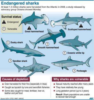 Graphic on endangered shark species