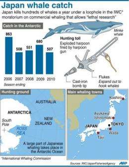 Graphic on Japan's whale catch