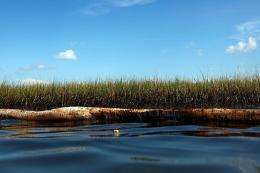 Grass and a boom soaked in oil from the BP Deepwater Horizon wellhead are seen in the wetlands in June