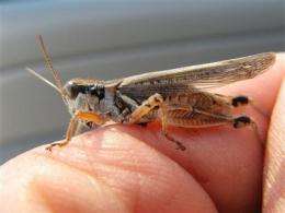 Grasshopper outlook strikes fear on Western range (AP)