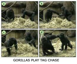Great apes 'play' tag to keep competitive advantage