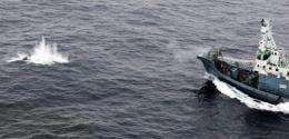 Greenpeace-issued photo shows the Yushin Maru Japanese whaling vessel firing a harpoon at a minke whale