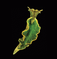 green sea slug
