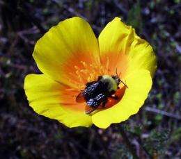 Group seeks endangered listing for bumblebee (AP)