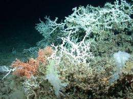 Gulf corals in oil spill zone appear healthy (AP)