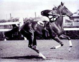 Hair analysis proves it: Legendary racehorse Phar Lap died of arsenic poisoning in 1932