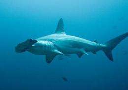 Hammerhead shark study shows cascade of evolution affected size, head shape