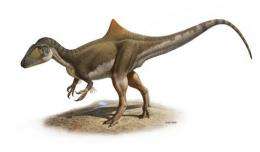 Handout photo released by Nature magazine shows the reconstitution of a new species of dinosaur
