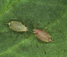 Color-changing bacterium inside the pea aphid