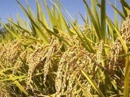 Higher temperatures to slow Asian rice production