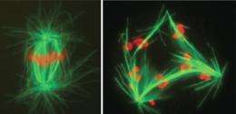 The art of dividing: Researchers in Berlin decode function and protein content of the centrosome