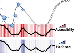 Histone modifications control accessibility of DNA