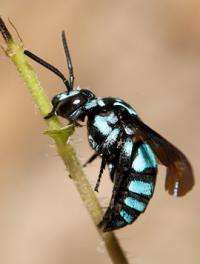History of 'cuckoo bees' needs a rewrite, study says
