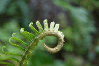How does climate change affect ferns and fog on the forest floor?