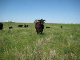 How grazing lands influence greenhouse gas