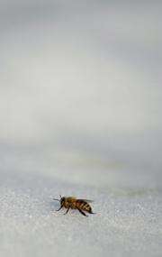 How insects survive the long, cold winter
