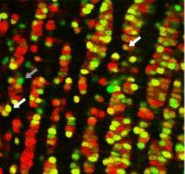 How nerve cells distinguish odors