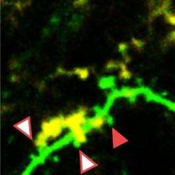 How some brain cells hook up surprises researchers