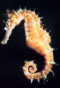  How the seahorse might have got its shape 