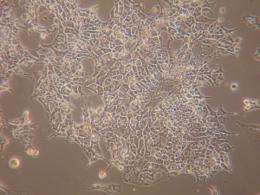 Human embryonic stem cells in culture created