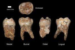 Human teeth found in the Qesem Cave