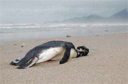Hundreds of dead penguins dot Brazil's beaches (AP)