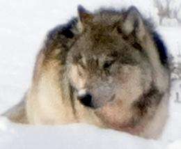 Hunting affects wolves more strongly than expected, study shows