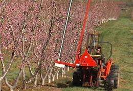 Hybrid string blossom thinner tested in peach orchards