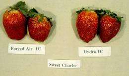 Hydrocooling shows promise for reducing strawberry weight loss, bruising