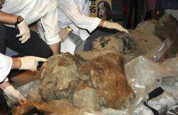 Ice Age baby mammoth on display at French museum (AP)