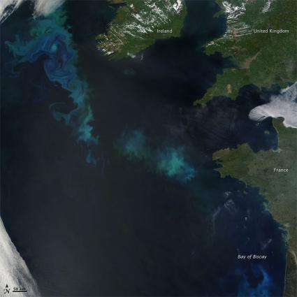 Image: Phytoplankton Bloom in the North Atlantic