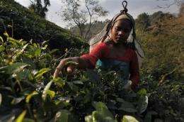 Indian tea tastes different due to climate change (AP)
