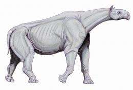 Indricotherium, based on new skeletal reconstruction.