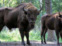 In Europe, bison find plenty of room to roam