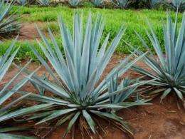 Ingredient in tequila plant may fight osteoporosis and other diseases