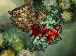 Insight into structure of HIV protein could aid drug design