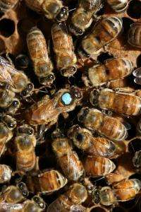 Insulin signaling key to caste development in bees