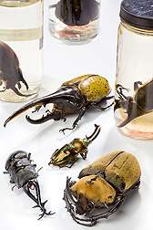 Invertebrate Collections Help Solve Agricultural Problems