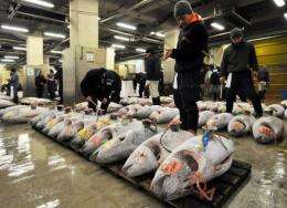 Japanese fishmongers check frozen blue-fin tuna before auction at the world's largest fish market in Tokyo