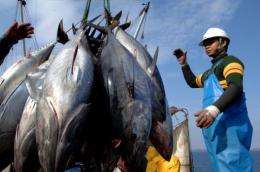 Japan's annual catch of young bluefin tuna is said to have averaged 4,500 tonnes between 2002 and 2004