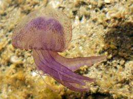 Jellyfish counterattack in winter