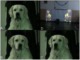 Dogs can tell canine size through growls