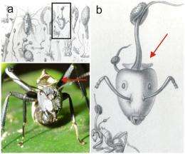 New parasitic fungi found that turn ants into zombies
