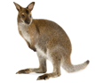 Kangaroo evolution linked to climatic change