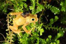 Kihansi spray toads make historic return to Tanzania