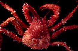 King crab distributions limited by temperature in the Southern Ocean