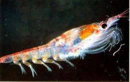 Krill, jellyfish, play big roles in ocean mixing