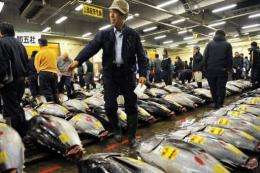 Large-scale problem: fish consumption is at an all-time high