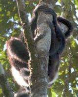 A rainforest revelation: Lemurs of Madagascar offer clues to global-warming impact